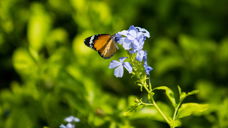 A butterfly feeds on the nectar of a plumbago flower