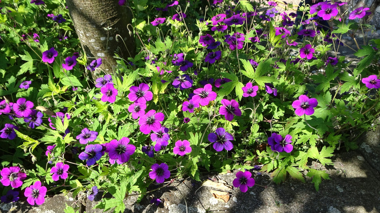 Purple-flowering cranesbills thrive in the dappled light under a tree.