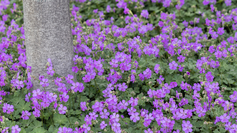 Pink bloody cranesbill geraniums bloom under a tree.