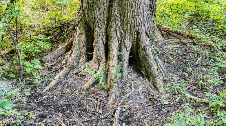 Base of a large tree with exposed roots.