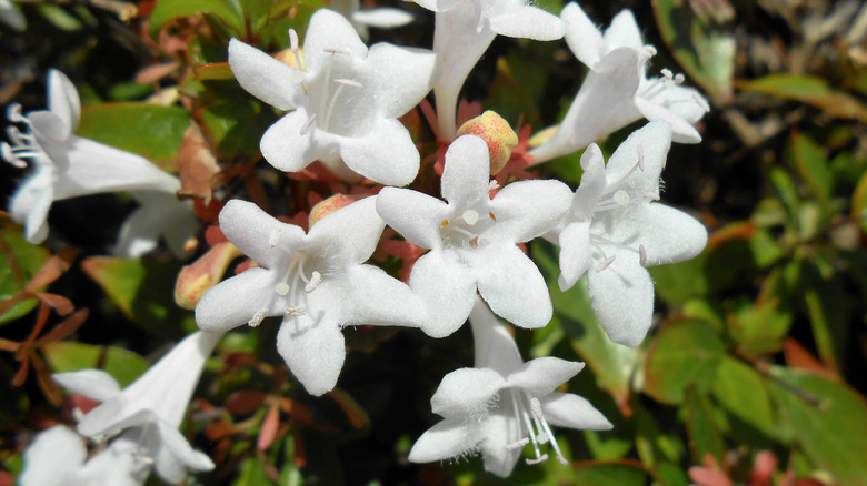 An up close view of clusters of small, white Abelia grandiflora flowers