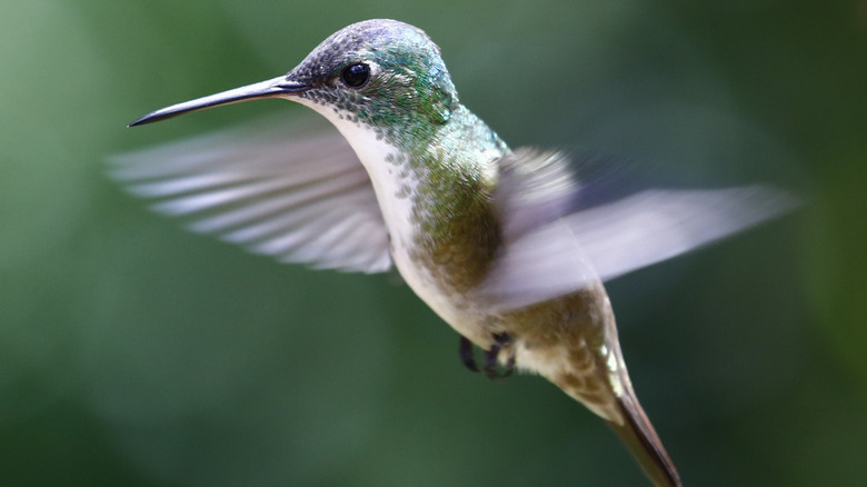 Closeup of a blue and green hummingbird in flight.