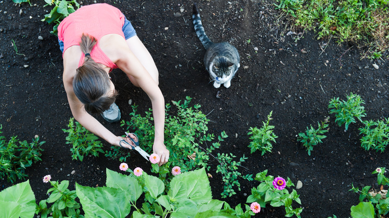 cat and human in garden