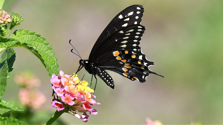 black swallowtail on hydrangea plant