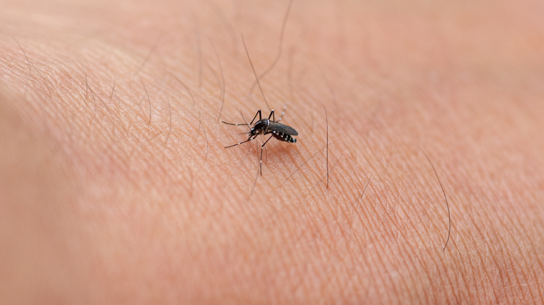 Mosquito biting a human hand