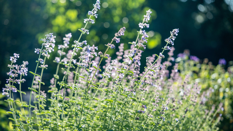 Flowering catnip plant