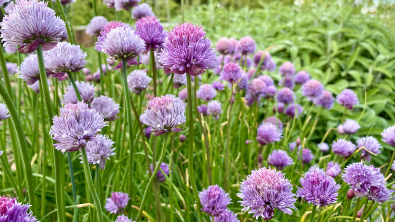 Beautiful lavender flowers make chives a great ornamental in your garden.
