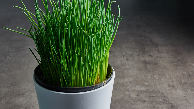 This indoor plant is bursting with chive leaves.