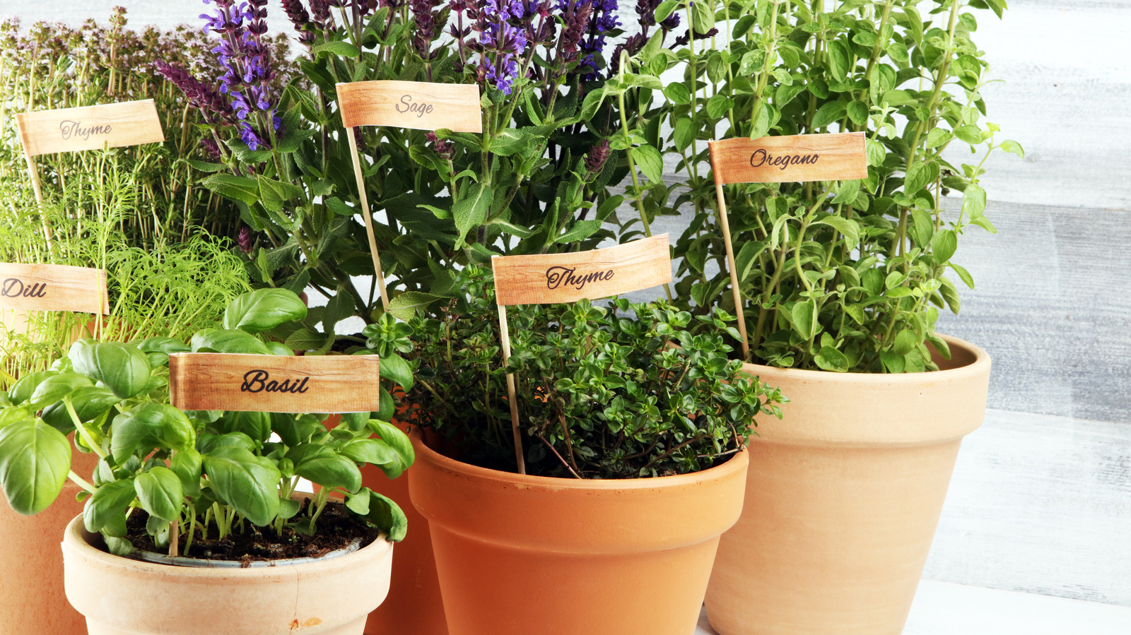 The EasyToGrow Herb You'll Want To Plant Next To Sage In The Garden