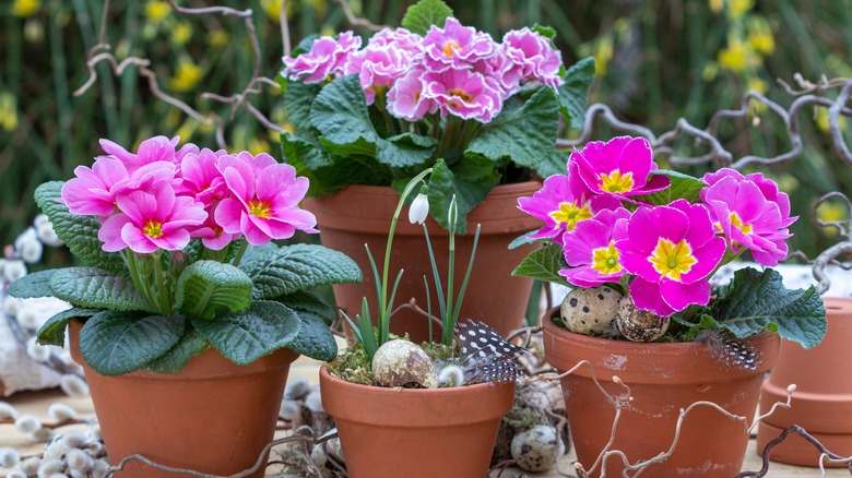 three pink primrose plants in terracotta pots surrounding a small white flower bud in a pot