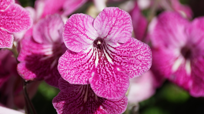 Cape primrose flowers in bloom