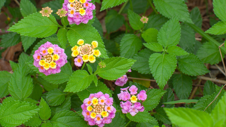 The bright green leaves and pink and yellow blooms of lantana Confetti growing in a garden.