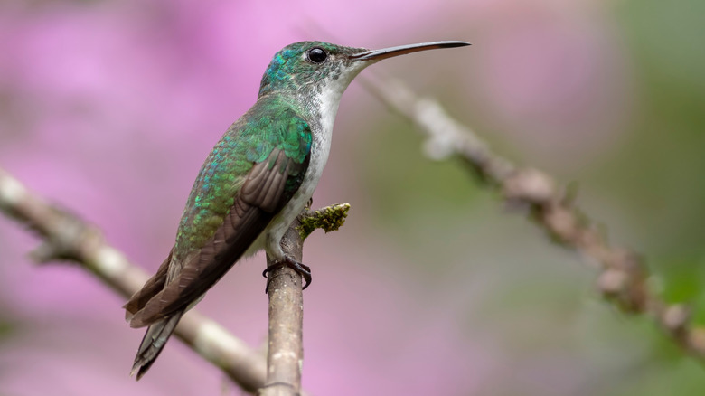 A hummingbird perches on a branch against a blurry pink and green background.