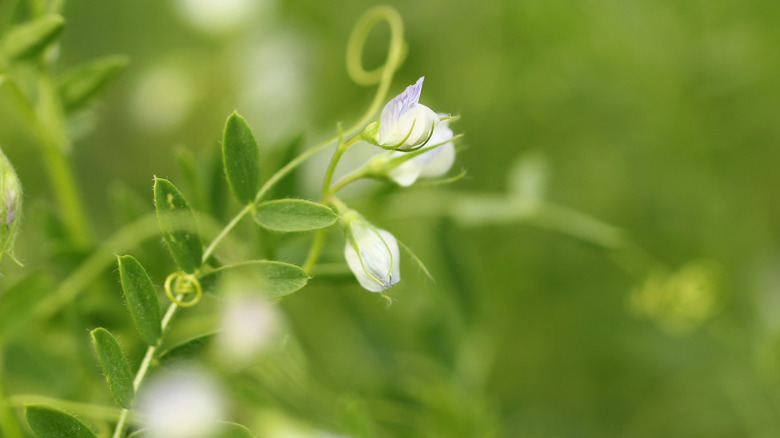 Lentils growing in planters