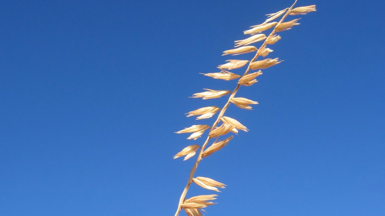 side oats grama grows against a blue sky backdrop, a great plant for controlling erosion
