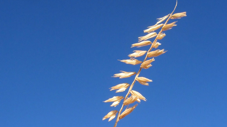 side oats grama grows against a blue sky backdrop, a great plant for controlling erosion