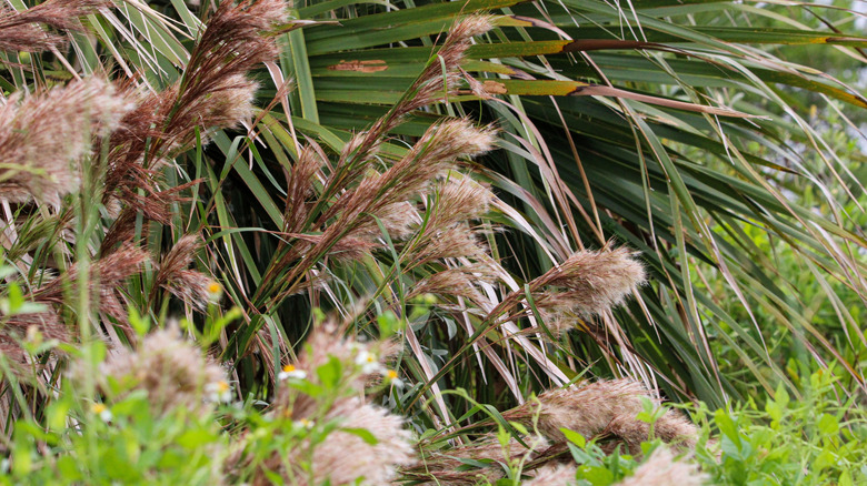 Closeup on bushy bluestem growing outside