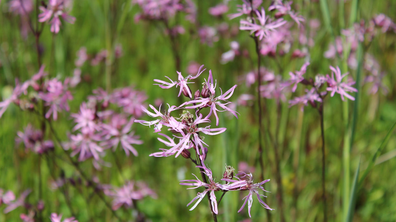 Ragged robin plants with spiky pink flowers