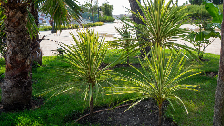 Four Yucca filamentosa 'Color Guard' planted in a lawn between palm trees.