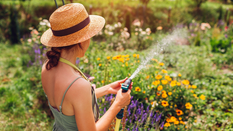 A woman waters a summer garden full of colorful flowering plants with a hose.