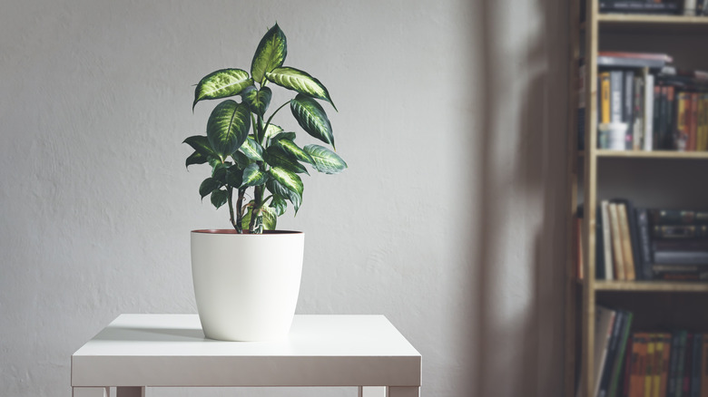 Dieffenbachia plant indoors