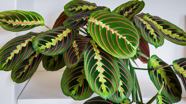 Red-veined prayer plant