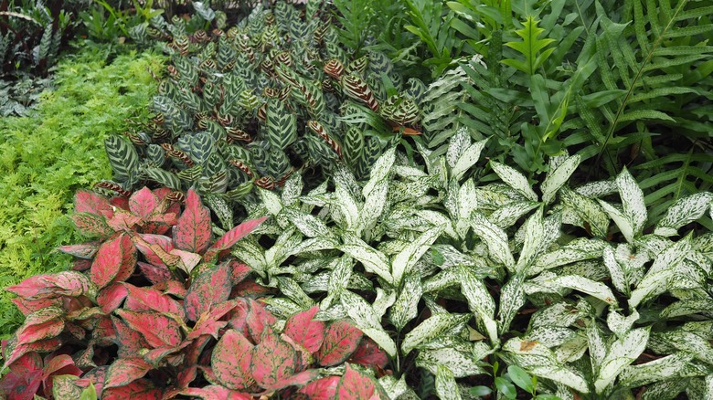 Outdoor garden with various plants