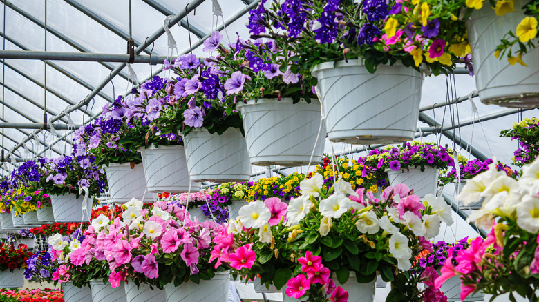Two rows of hanging white pots of flowers, with the top row being purple and the bottom being pink and white