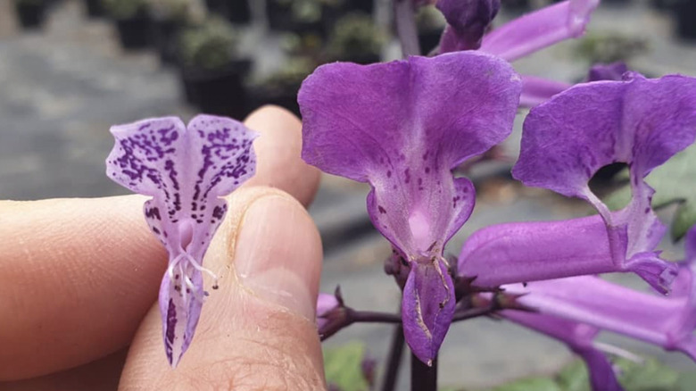man's hand holding the purple foliage up close