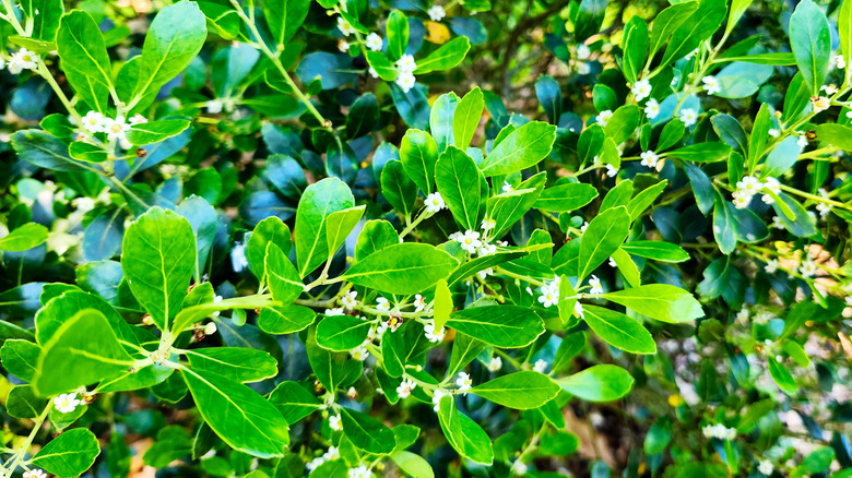 Inkberry shrub in bloom with small white flowers.