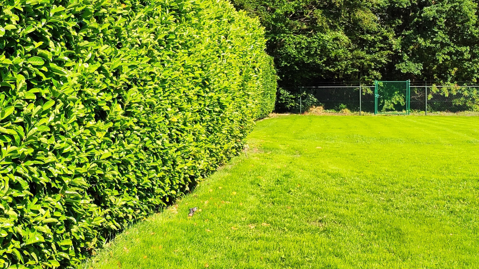 The Easy-To-Grow Shrub That Creates Privacy & Feeds Pollinators