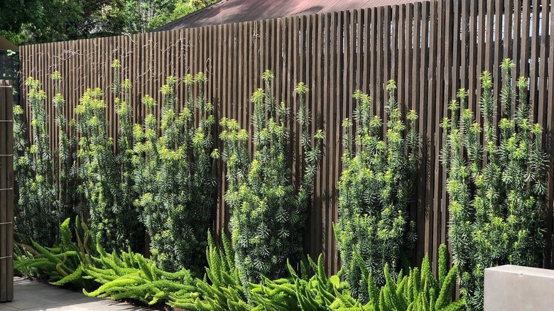 A row of Japanese plum yew