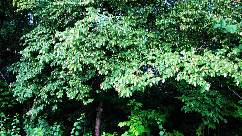 A mature ironwood tree that's flowering