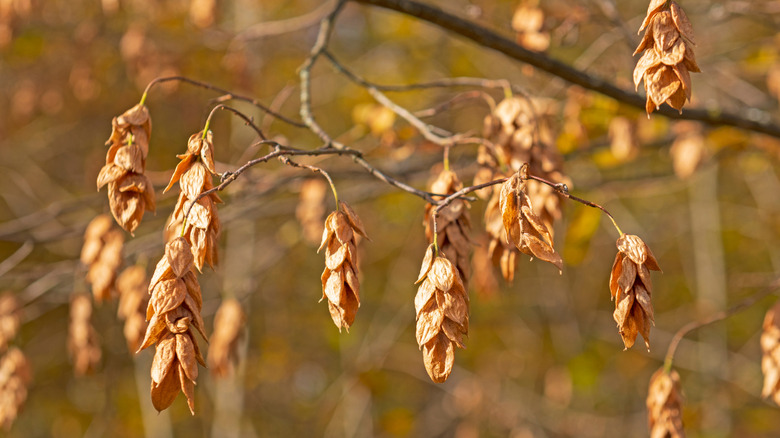 A close-up of the leaves drying on an ironwood tree