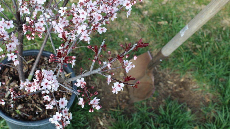 Planting a cherry tree.
