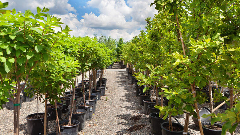 A variety of young trees in a nursery.