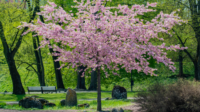Sargent cherry tree in bloom.