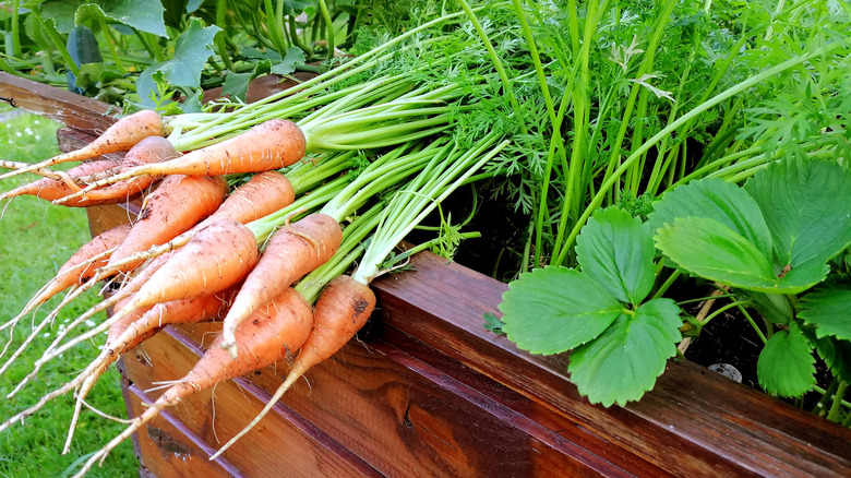 A small bunch of harvested carrots lay on top of a wooden raised garden bed.