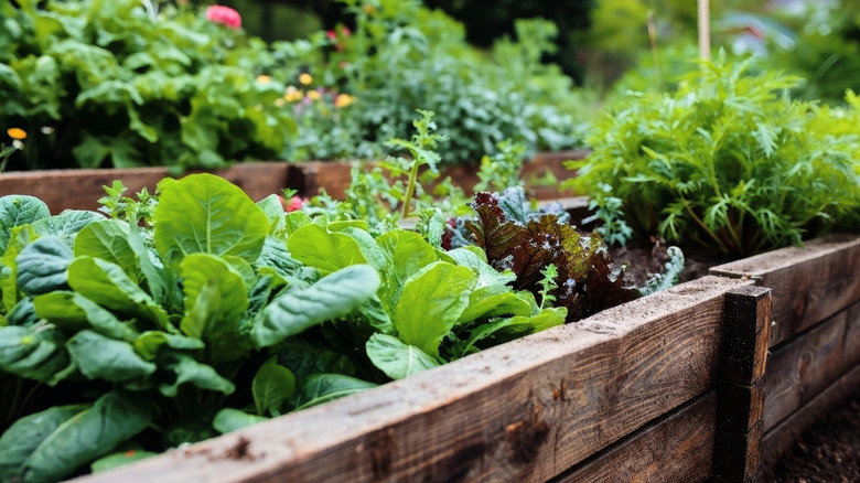 An array of leafy green vegetables grow in a wooden raised garden bed.