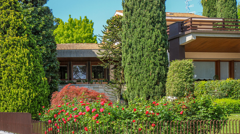 A lush bearberry bush in someone's yard