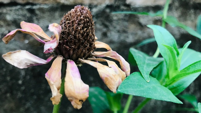 Drying zinnia flower with ripening seeds