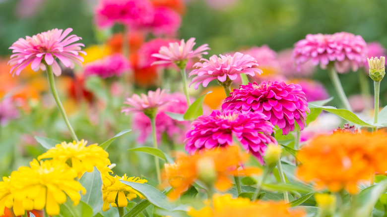 Colorful zinnia blooms in shades of pink, orange, and yellow