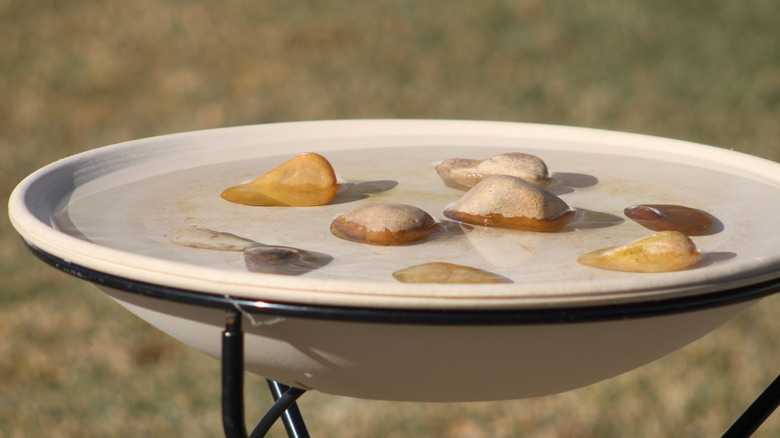 Bird bath with stones in the water