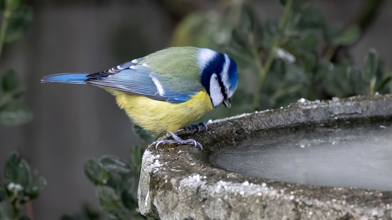 Blue bird perched on edge of frozen bird bath