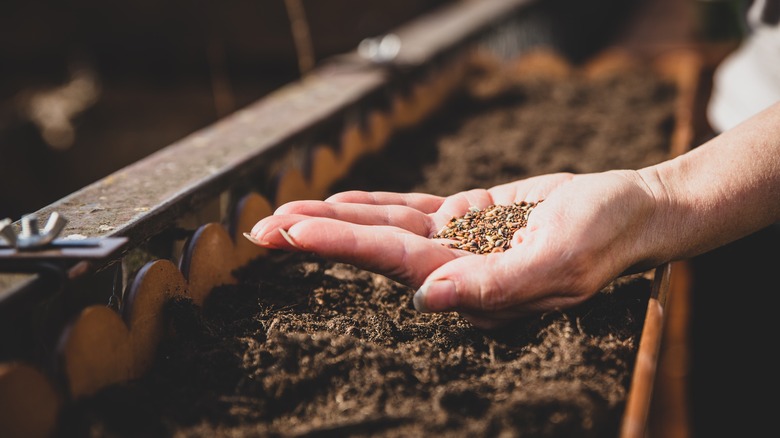A gardener holds a mix of wildflower seeds in their hand above a trough planter filled with old soil.