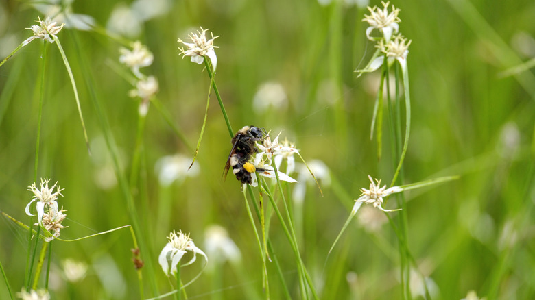 A bee collects pollen from white flowers in a garden.