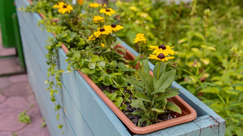 Rudbeckia growing in a plastic and wood trough planter.