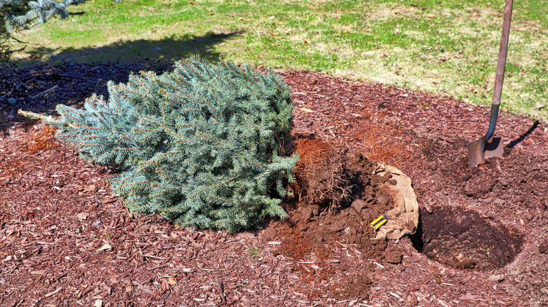 A mulched garden bed with a planting hole ready for the young spruce tree lying next to it