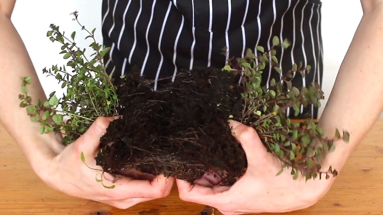 hands splitting thyme plant in two