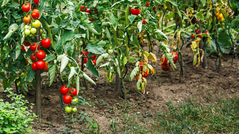 Staked tomato plants in a garden